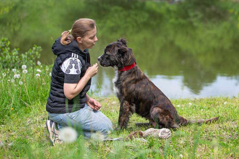 Собаки в Москве: Молодая метис леонбергера Чара в добрые руки Девочка, Бесплатно - фото 8