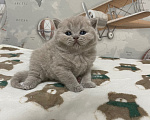 Кошки в Санкт-Петербурге: Британская девочка Дана Девочка, 40 000 руб. - фото 4