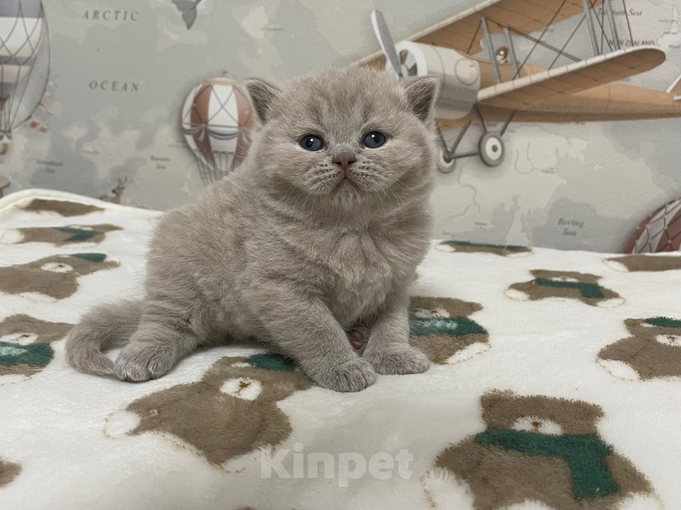 Кошки в Санкт-Петербурге: Британская девочка Дана Девочка, 40 000 руб. - фото 4