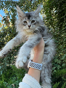 Объявление: Котёнок Мейн-кун, 60 000 руб., Сальск