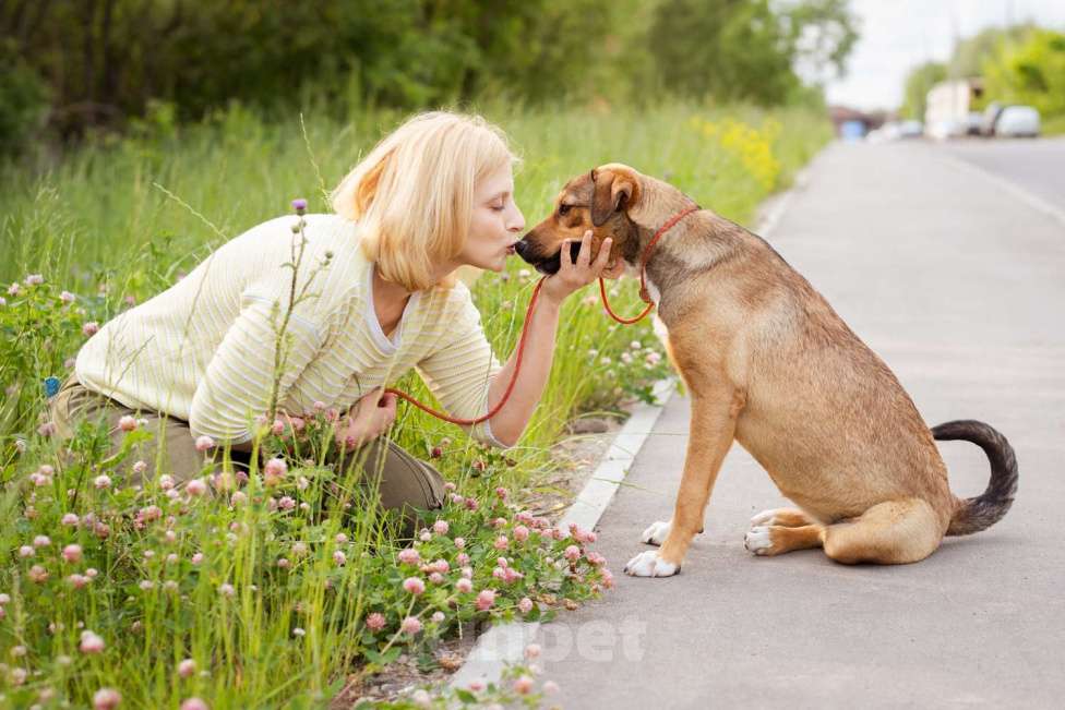 Собаки в Москве: Лакоста, небольшая молодая общительная ласковая девочка Девочка, Бесплатно - фото 6