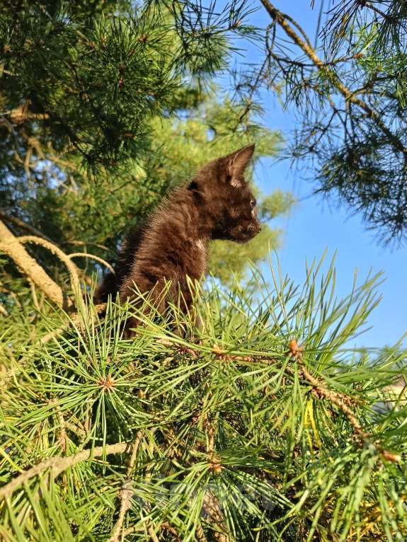 Кошки в других городах Ленинградской области: Чарльз бурый котенок Мальчик, Бесплатно - фото 6