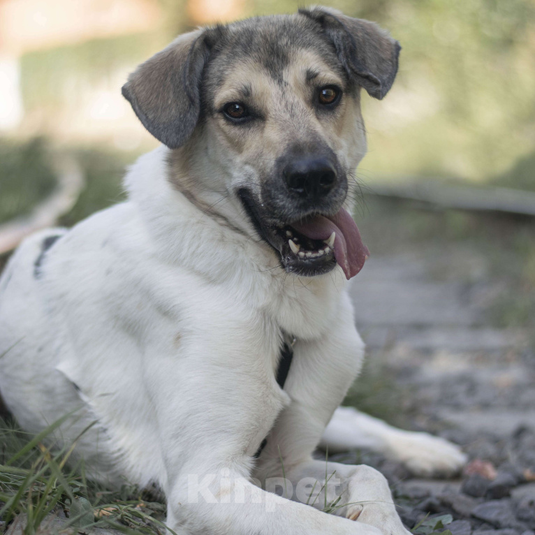Собаки в Москве: Фог Мальчик, Бесплатно - фото 2