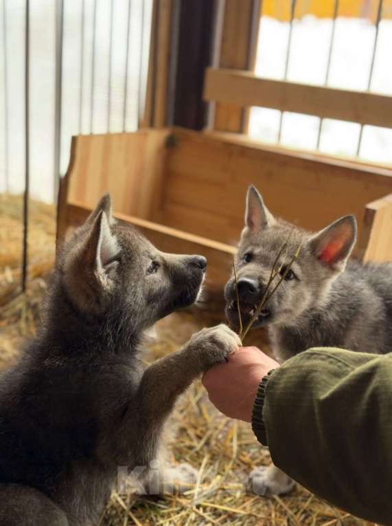 Собаки в Москве: щенки Волкособа Мальчик, 35 руб. - фото 1