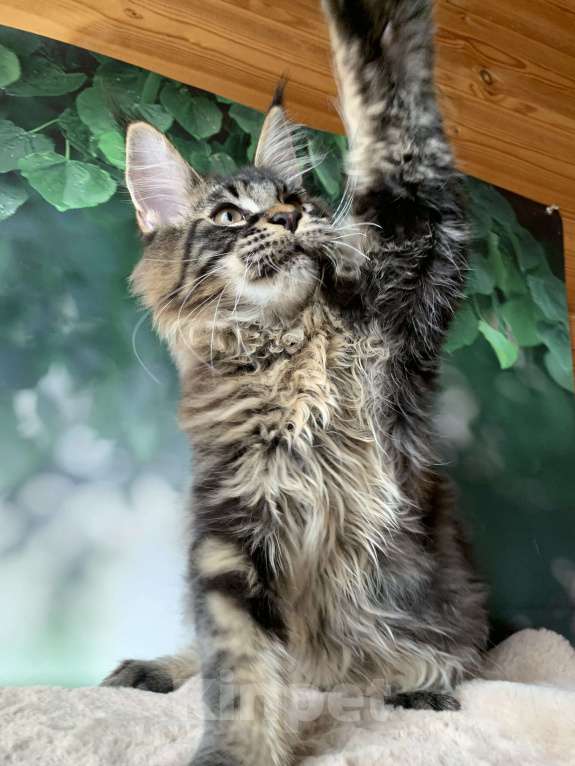 Кошки в Санкт-Петербурге: Котята мейн кун из питомника Nord-Westland Мальчик, 40 000 руб. - фото 6