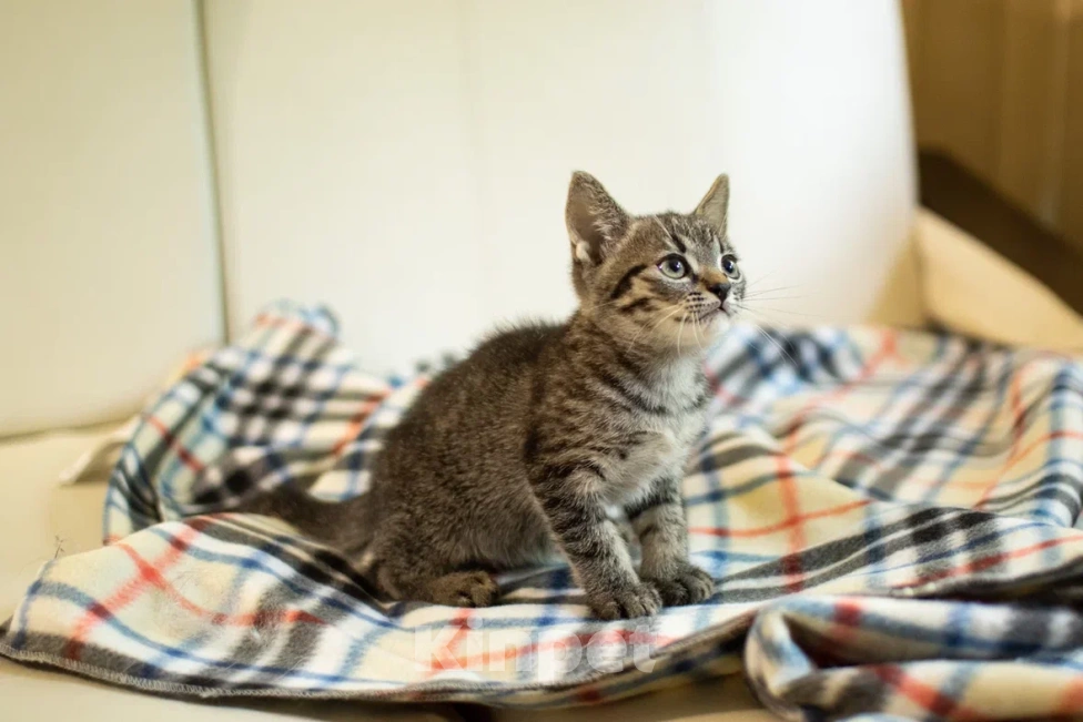 Кошки в Москве: Крошка Спрайт ищет дом!💚 Мальчик, Бесплатно - фото 7