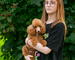 Собаки в Раменском: той пудель девочки подрощенные Девочка, 150 000 руб. - фото 2