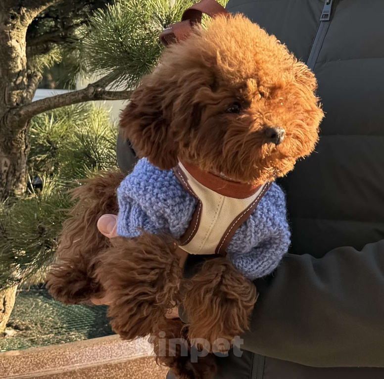 Собаки в Калининграде: Мальтипу | тикап тедди пудель Китай Девочка, 150 000 руб. - фото 5