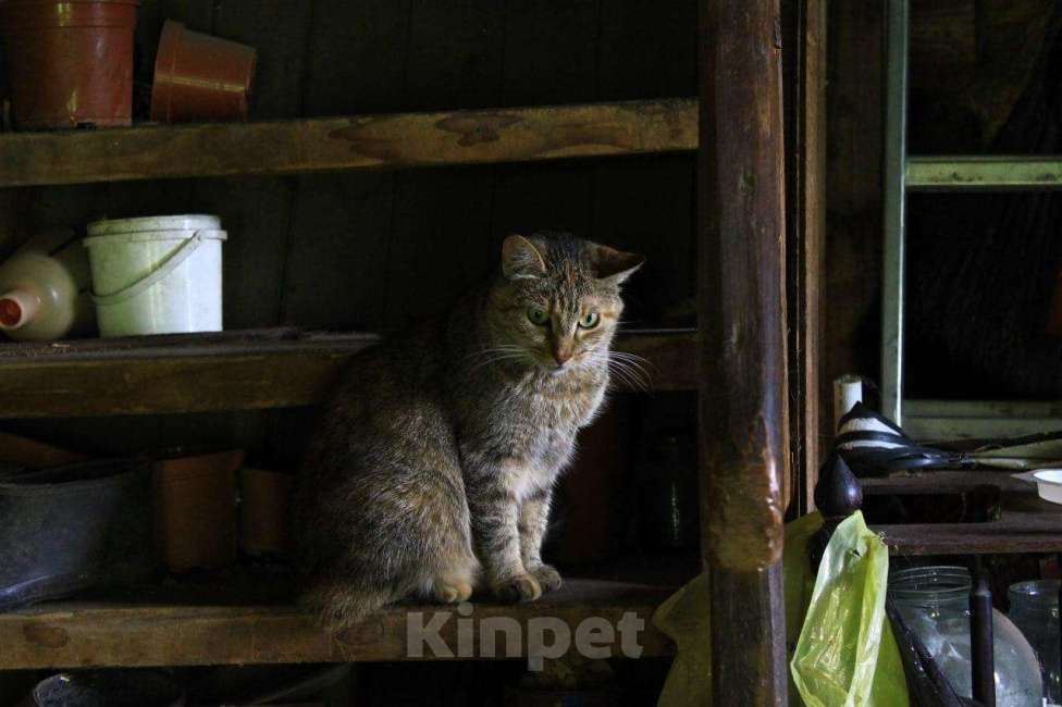 Кошки в Камызяке: Стерилизованные девочки Девочка, Бесплатно - фото 1