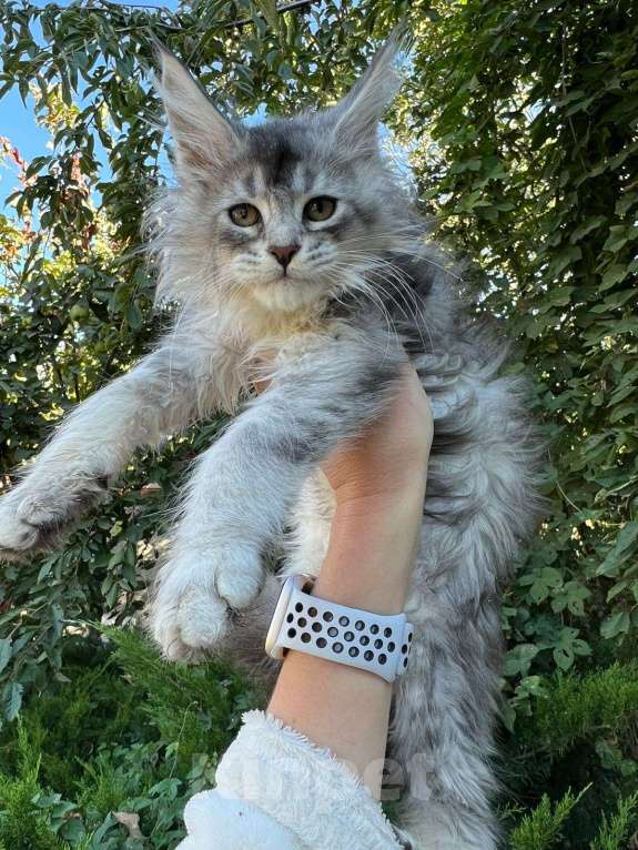 Кошки в Сальске: Котёнок Мейн-кун Мальчик, 60 000 руб. - фото 1