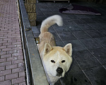 Собаки в Чехове: Отдам в добрые руки  Девочка, Бесплатно - фото 3