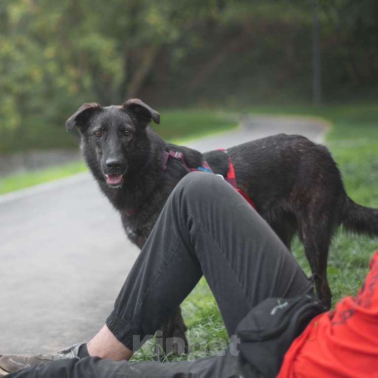 Собаки в Москве: Глори Девочка, Бесплатно - фото 3