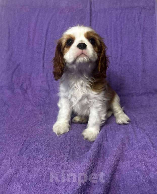 Собаки в других городах Московской области: Кавалер Кинг Чарльз Спаниель Мальчик, Бесплатно - фото 4