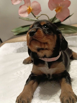 Русский охотничий спаниель девочка