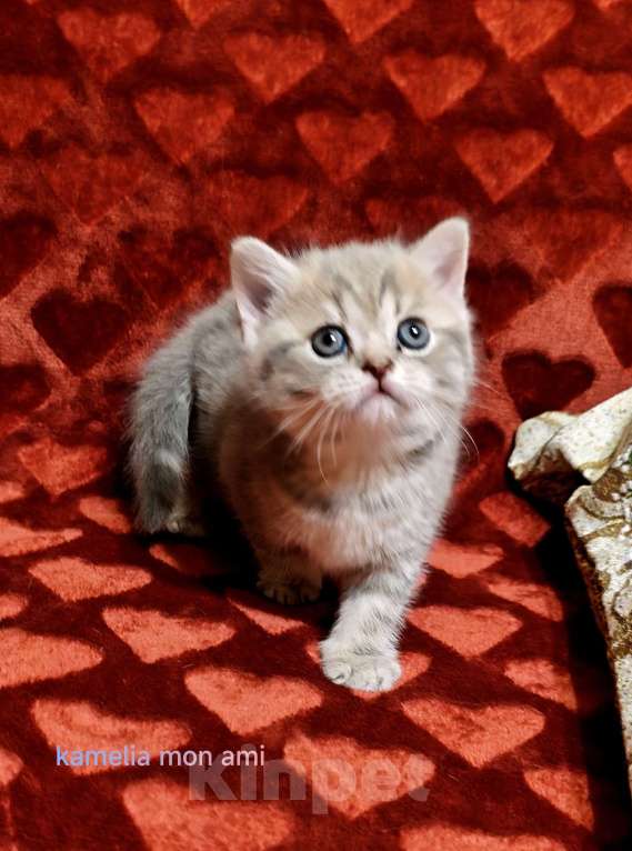 Кошки в Санкт-Петербурге: Шотландская малышка Девочка, Бесплатно - фото 4