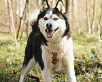 Собаки в Москве: Мива ищет дом! Девочка, Бесплатно - фото 4