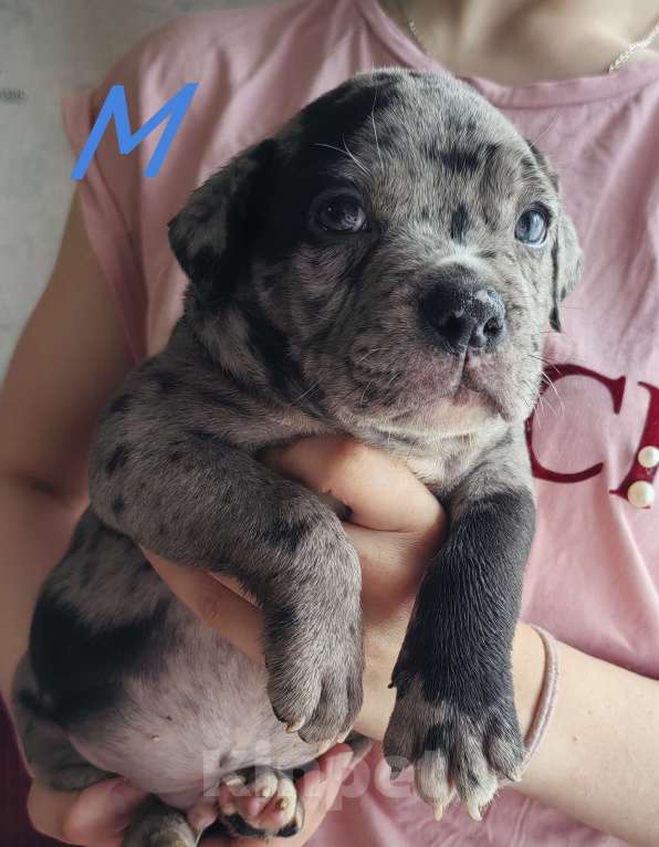 Собаки в Прокопьевске: Американский булли Мальчик, 80 000 руб. - фото 2