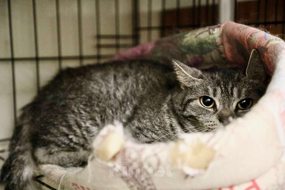 Кошки в Москве: Клепа - метис британской кошечки, в добрые руки Девочка, Бесплатно - фото 3