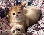 Кошки в Тюмени: Котёнок золотая шиншилла Девочка, 40 000 руб. - фото 2