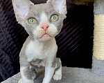Кошки в Ломоносе: котята девон рекс Мальчик, 30 000 руб. - фото 10