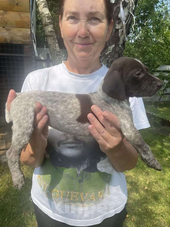 Собаки в других городах Московской области: Щенки куцхара Мальчик, 10 000 руб. - фото 5