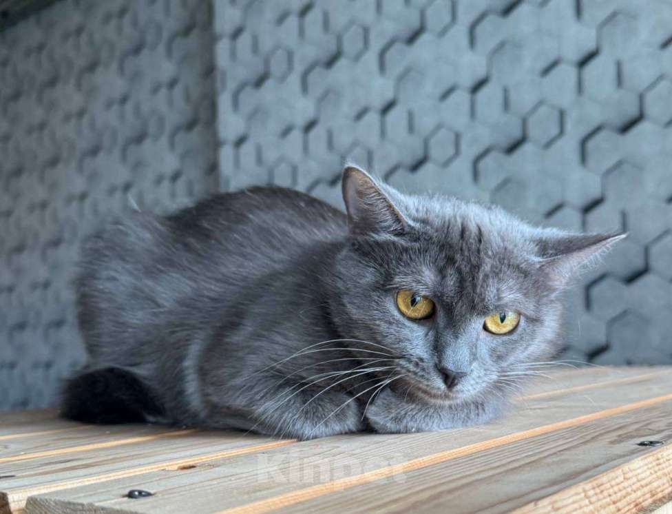 Кошки в Москве: Друзья, ищет дом кошечка Дымка.  Девочка, Бесплатно - фото 5