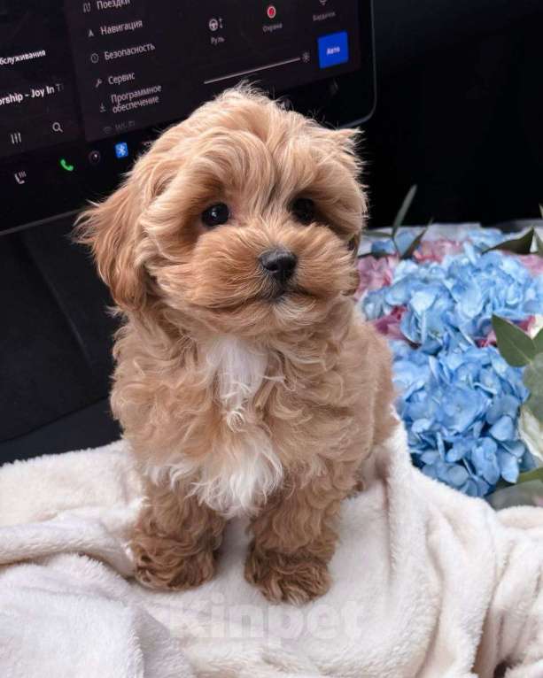 Собаки в Самаре: Мальтипу, щенок Мальчик, 180 000 руб. - фото 3