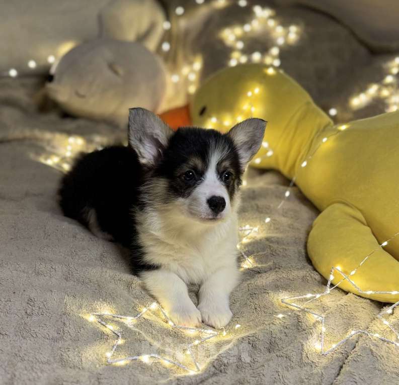 Собаки в Владивостоке: Вельш-корги Пемброк Девочка, 70 000 руб. - фото 2