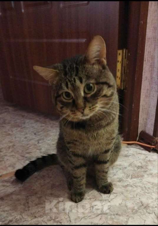 Кошки в Казани: Котик умненький Мальчик, Бесплатно - фото 1