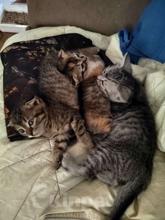 Кошки в других городах Ставропольского края: Отдам в добрые руки Девочка, Бесплатно - фото 1