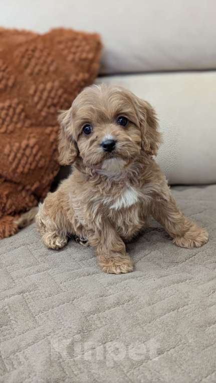 Собаки в Москве: Девочка мальтипу Девочка, 100 000 руб. - фото 2