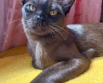 Кошки в Москве: Бурманский котенок (кошечка) Девочка, 27 000 руб. - фото 1