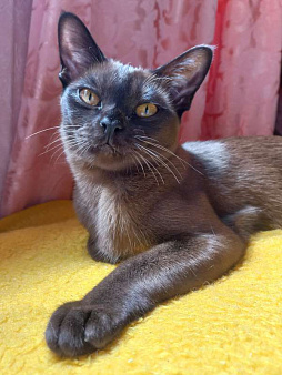 Объявление: Бурманский котенок (кошечка), 27 000 руб., Москва
