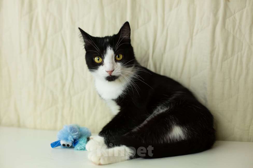 Кошки в Москве: Верочка верит в доброту людей Девочка, Бесплатно - фото 3