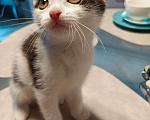 Кошки в Москве: Котёнок в добрые руки Девочка, Бесплатно - фото 4