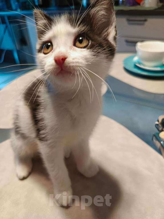 Кошки в Москве: Котёнок в добрые руки Девочка, Бесплатно - фото 4