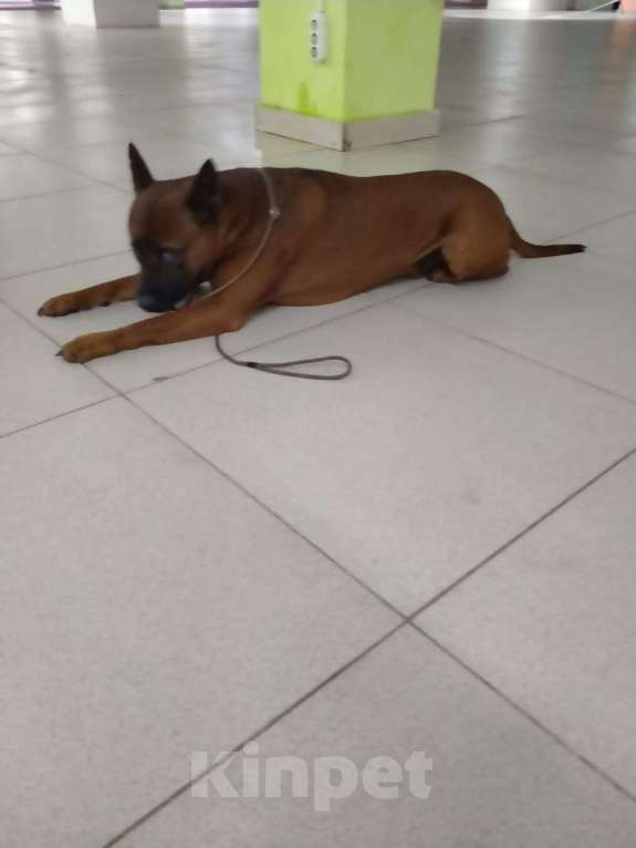 Собаки в Москве: Тайский риджбек для вязки Мальчик, 40 руб. - фото 5