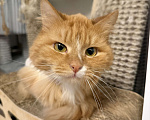 Кошки в Москве: Рыжий кот в добрые руки Мальчик, Бесплатно - фото 4