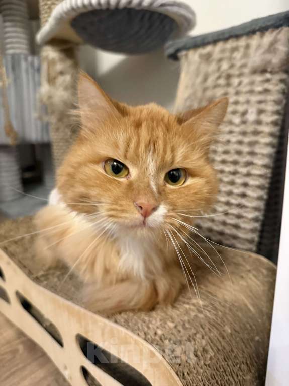 Кошки в Москве: Рыжий кот в добрые руки Мальчик, Бесплатно - фото 4