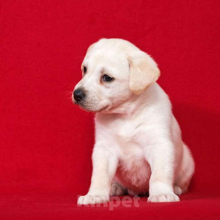 Собаки в Москве: Щенки от лабрадора и БШО в добрые руки Мальчик, 1 руб. - фото 5