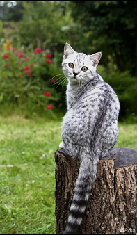 Британский котенок