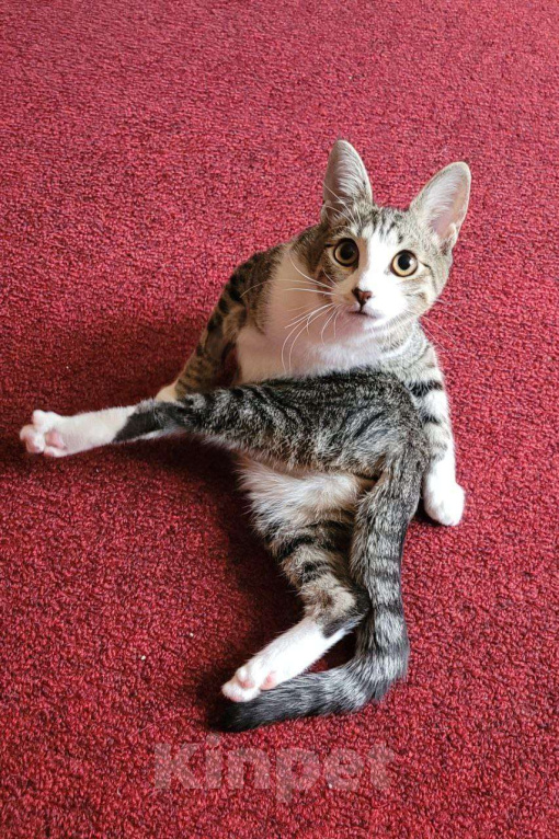 Кошки в Москве: Котенок Гала в добрые руки Девочка, Бесплатно - фото 5