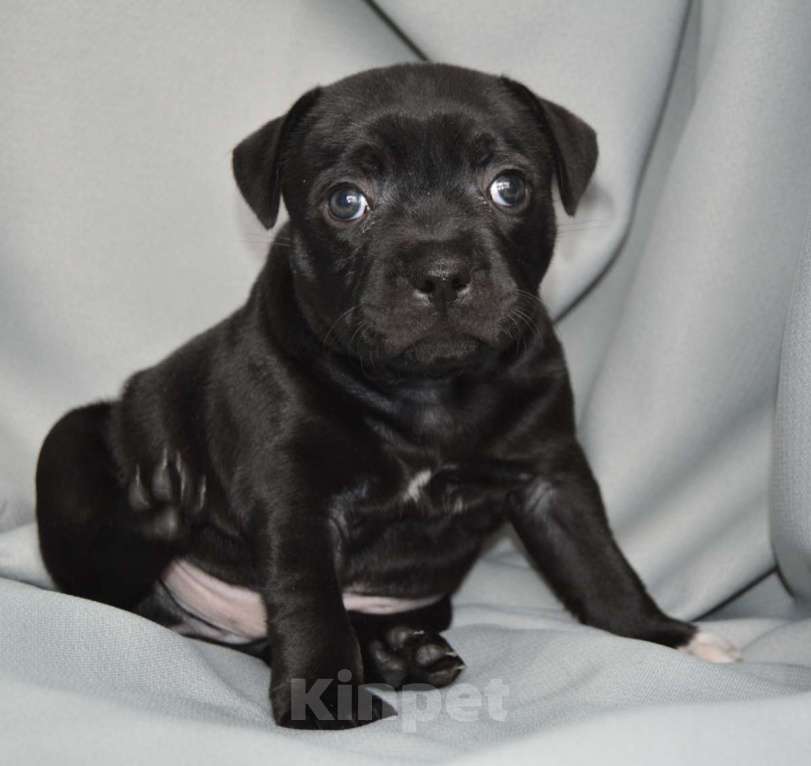 Собаки в Краснодаре: стаффи, стаффбуль Мальчик, 120 000 руб. - фото 2