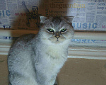 Кошки в Краснодаре: Серебристая шиншила шотландская, 10 000 руб. - фото 4