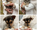 Собаки в Красноярске: Малышка ищет дом Девочка, Бесплатно - фото 1