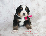 Собаки в Москве: щенки бернского зенненхунда Девочка, 100 000 руб. - фото 1