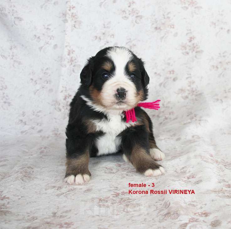 Собаки в Москве: щенки бернского зенненхунда Девочка, 100 000 руб. - фото 1
