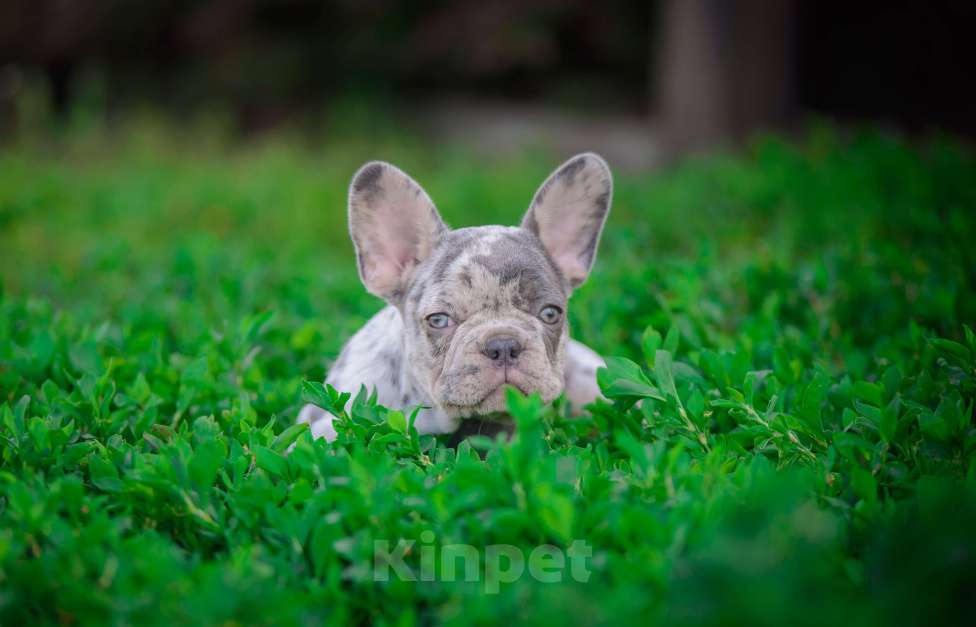 Собаки в Белгороде: Французский бульдог мерль Девочка, 80 000 руб. - фото 4