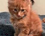 Кошки в Петергофе: Котенок Мейн Кун Мальчик, 20 000 руб. - фото 6