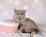 Кошки в Мурином: Британская кошечка лилового окраса Девочка, 9 000 руб. - фото 3